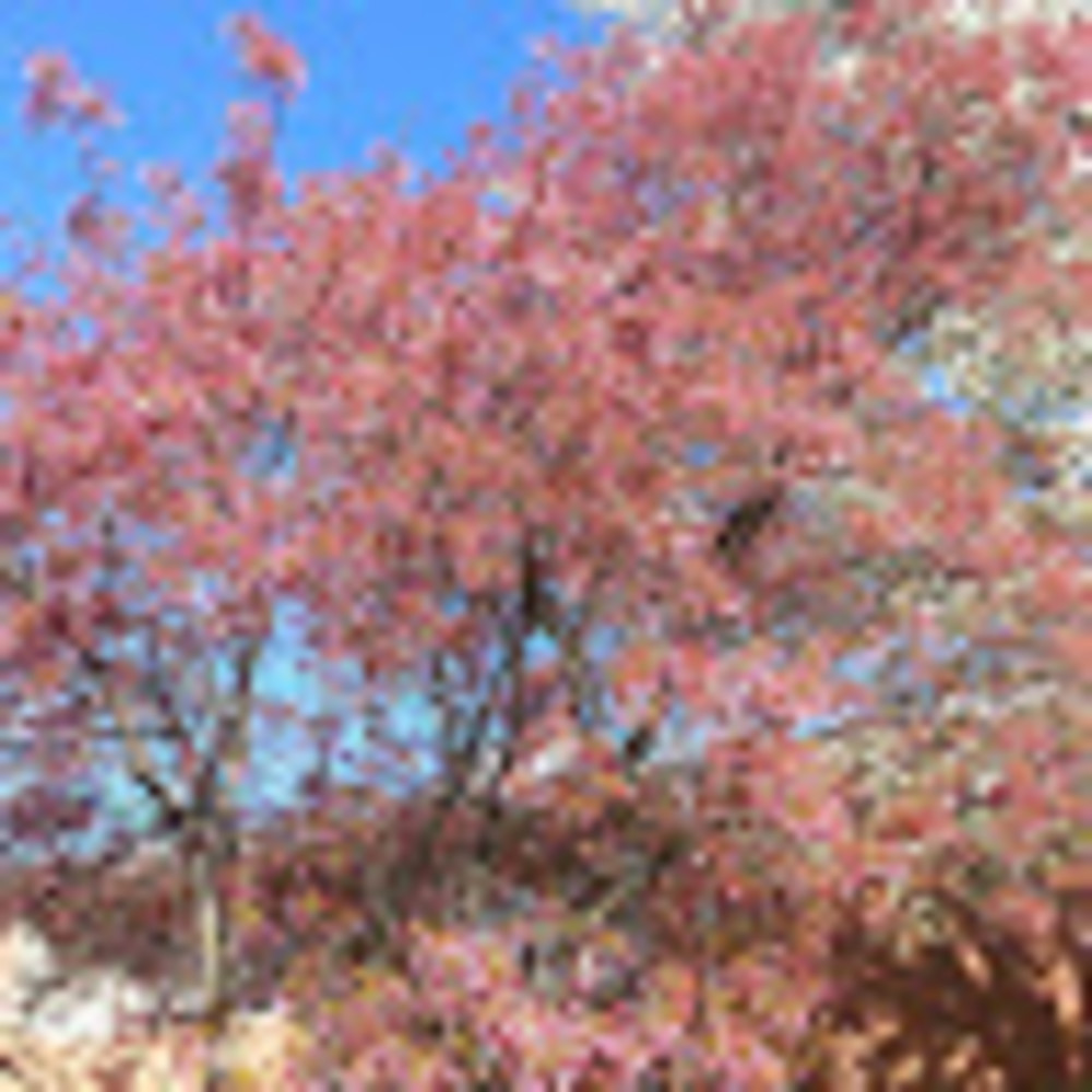 Meet your Posher, Diega